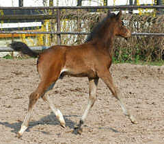 Trakehner Stutfohlen von Summertime x Alter Fritz