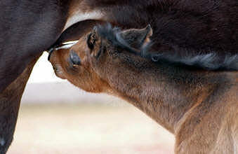 Filly by Summertime x Alter Fritz - Upan la Jarthe AA