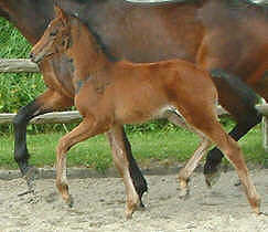 Colt by Summertime out of Platina by Partout, Breeder: Hermann-Josef Vollmers, Schmallenberg