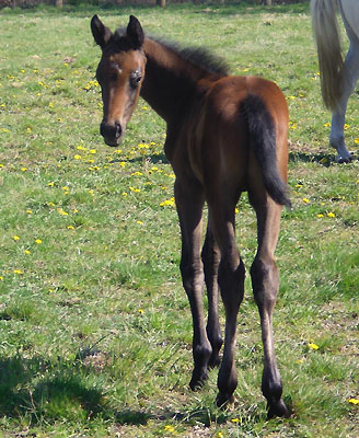 Hengstfohlen von Summertime