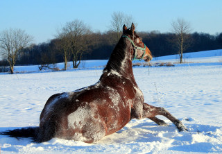 Oldenburger Stute BERESINA von Summertime u.d. Beloved v. Kostolany - Foto: Beate Langels - Trakehner Gestt Hmelschenburg