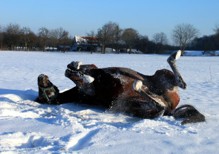 Oldenburger Stute BERESINA von Summertime u.d. Beloved v. Kostolany - Foto: Beate Langels - Trakehner Gestt Hmelschenburg