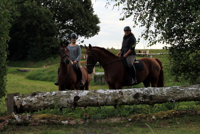 Oldenburger Stute BERESINA von Summertime u.d. Beloved v. Kostolany - Foto: Beate Langels - Trakehner Gestt Hmelschenburg