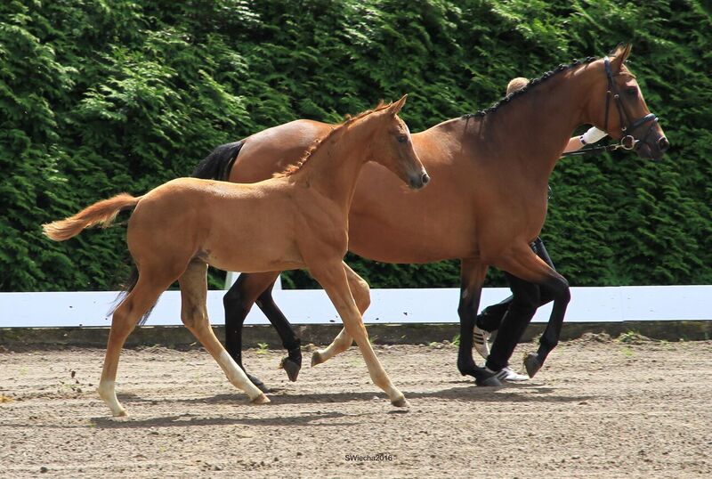 Hengstfohlen von High Motion x Herzruf - Grafenstolz- Foto: Sigrun Wiecha
