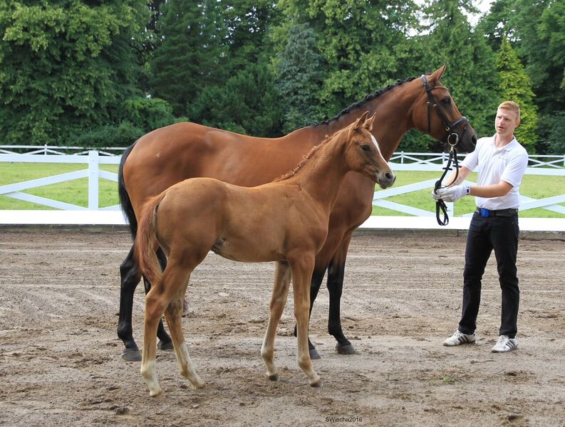 Hengstfohlen von High Motion x Herzruf - Grafenstolz- Foto: Sigrun Wiecha