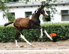 Prease Me v. High Motion x Axis - teuerstes Stutfohlen der Trakehner Fohlenauktion 2020 - Foto: Sigrun Wiecha