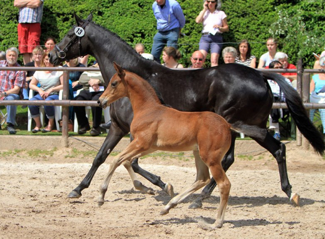 Hengstfohlen von High Motion u.d. Pr.St. Infantin v. Krokant - Foto: Sigrun Wiecha