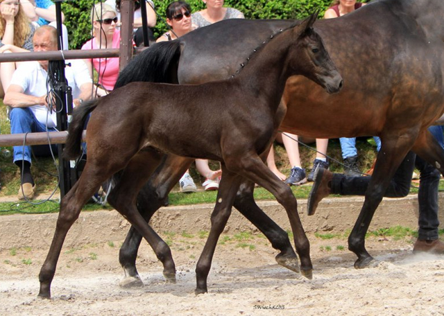 Hengstfohlen von High Motion u.d. Pr.St. Anjana v. Freudenfest u.d. Elitestute Agatha Christy v. Showmaster - Foto: Sigrun Wiecha