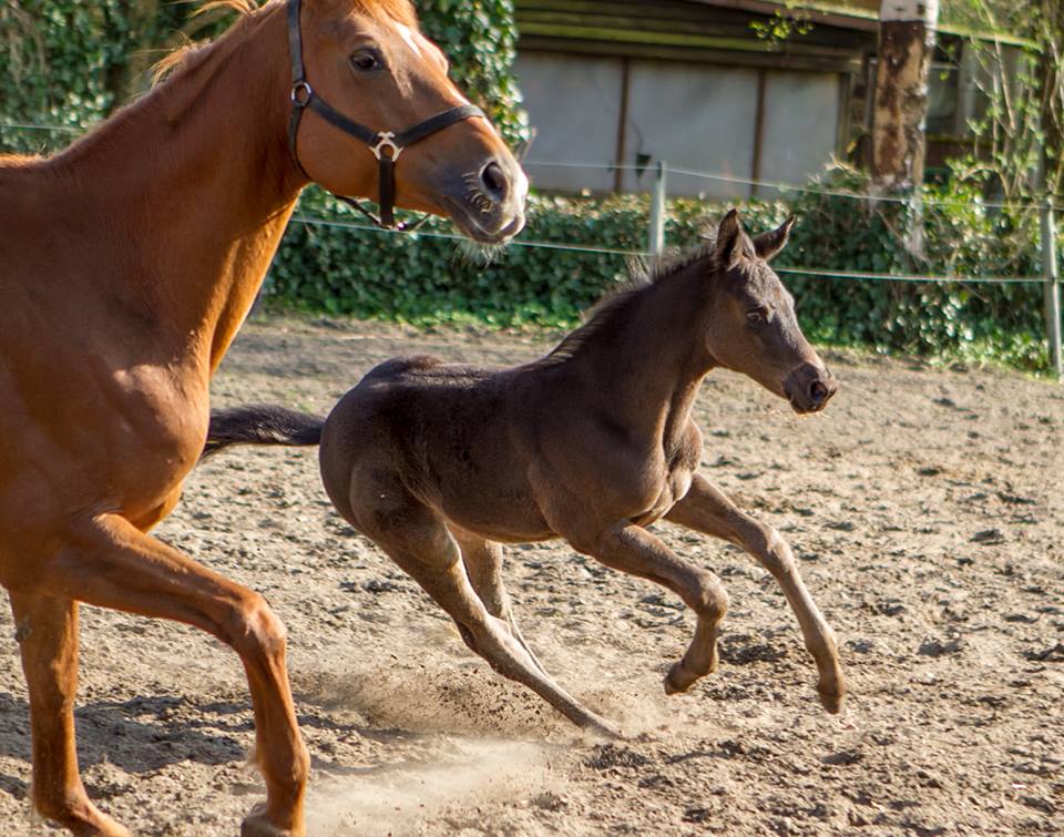 Stutfohlen von Saint Cyr u.d. Harmonie v. Kasparow - Foto: Sigrun Wiecha