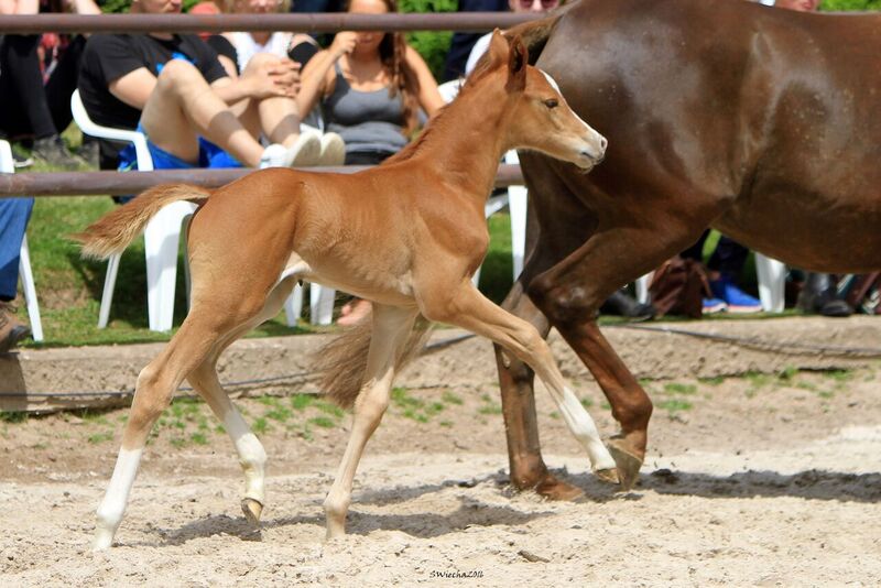 6 Tage alt: Trakehner Hengstfohlen von High Motion x Buddenbrock - Foto: Sigrun Wiecha