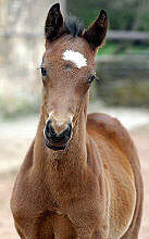 Bay Trakehner colt by Summertime out of Premiummare Schwalbenspiel