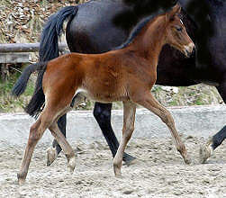 Bay Trakehner colt by Summertime out of Premiummare Schwalbenspiel by Exclusiv