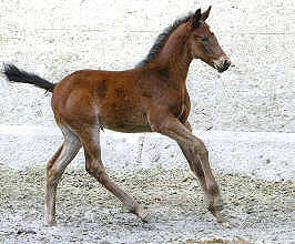 Bay Trakehner colt by Summertime out of Premiummare Schwalbenspiel