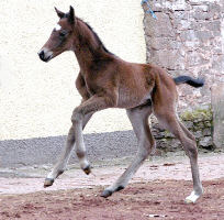 Bay Trakehner colt by Summertime out of Premiummare Schwalbenspiel