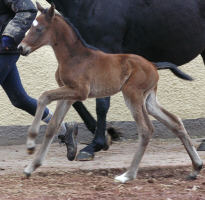 Bay Trakehner colt by Summertime out of Premiummare Schwalbenspiel