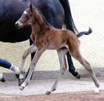 Bay Trakehner colt by Summertime out of Premiummare Schwalbenspiel by Exclusiv