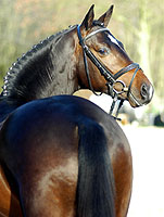 Trakehner Hengst Symont von Monteverdi u.d. StPrSt. Syvari v. Kostolany