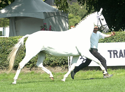 Staatsprmienstute Syvari von Kostolany - Mahagoni, Foto: Beate Langels