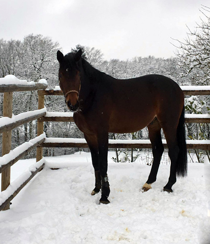 Mount Saint-Cyr - Trakehner von Saint Cyr u.d. Ma belle Fleur v. Summertime  - Foto: privat - Trakehner Gestt Hmelschenburg