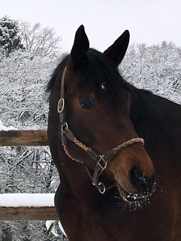 Mount Saint-Cyr - Trakehner von Saint Cyr u.d. Ma belle Fleur v. Summertime  - Foto: privat - Trakehner Gestt Hmelschenburg