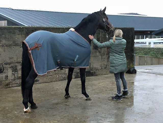 Mount Saint-Cyr - Trakehner von Saint Cyr u.d. Ma belle Fleur v. Summertime  - Foto: privat - Trakehner Gestt Hmelschenburg