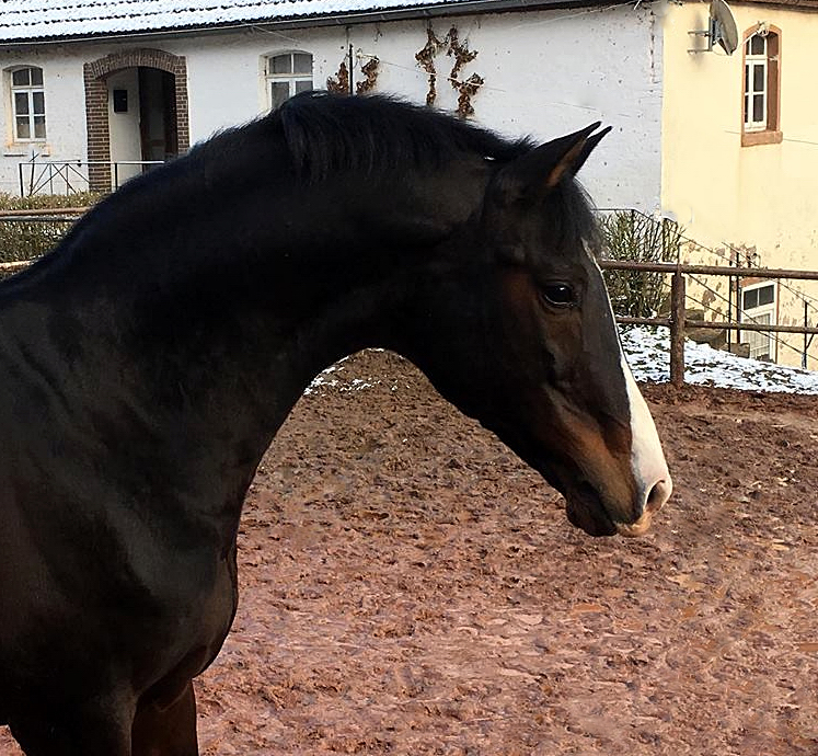  Trakehner Gestt Hmelschenburg - 4. Februar 2018 - Foto: Beate Langels