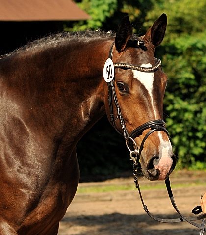 Tacyra v. Saint Cyr u.d. Pr.u.StPrSt. Tavolara v. Excusiv  - Foto: Beate Langels -  
Trakehner Gestt Hmelschenburg