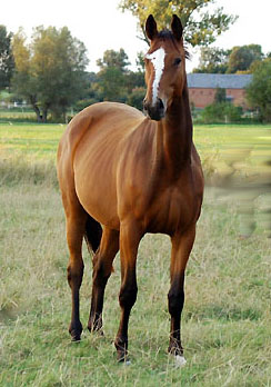 Trakehner Stute TALAVERA von Summertime - Exclusiv, Zchter: Trakehner Gestt Hmelschenburg - Beate Langels