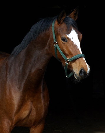 Trakehner Stute TALAVERA von Summertime - Exclusiv, Zchter: Trakehner Gestt Hmelschenburg - Beate Langels