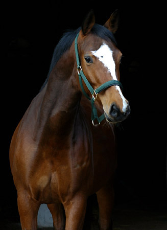 4jhrige Trakehner Stute TALAVERA von Summertime u.d. Pr.u. StPrSt. Tavolara v. , Gestt Hmelschenburg