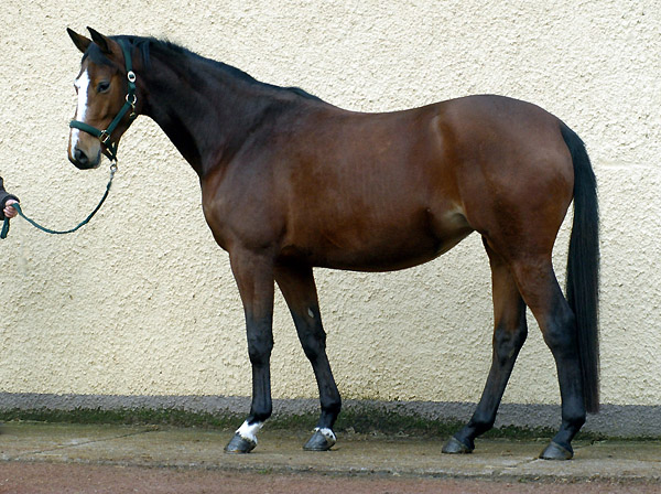 4jhrige Trakehner Stute TALAVERA von Summertime u.d. Pr.u. StPrSt. Tavolara v. , Gestt Hmelschenburg