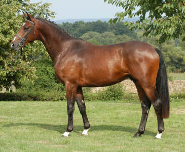 Stallion by Freudenfest out of St.Pr.St. Tavolara von Exclusiv