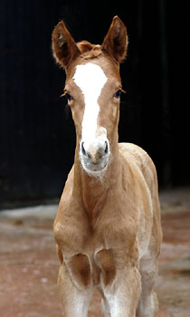 Tarvisio - Trakehner Colt by Freudenfest out of Premiummare Tavolara by Exclusiv