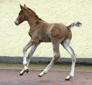 Tarvisio - Trakehner Colt by Freudenfest out of Premiummare Tavolara by Exclusiv