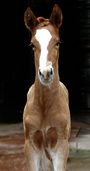 Tarvisio - Trakehner Colt by Freudenfest out of Premiummare Tavolara by Exclusiv