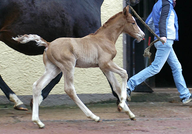 Tarvisio - Trakehner Colt by Freudenfest out of Premiummare Tavolara by Exclusiv