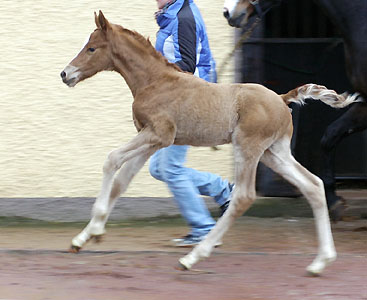 Tarvisio - Trakehner Colt by Freudenfest out of Premiummare Tavolara by Exclusiv