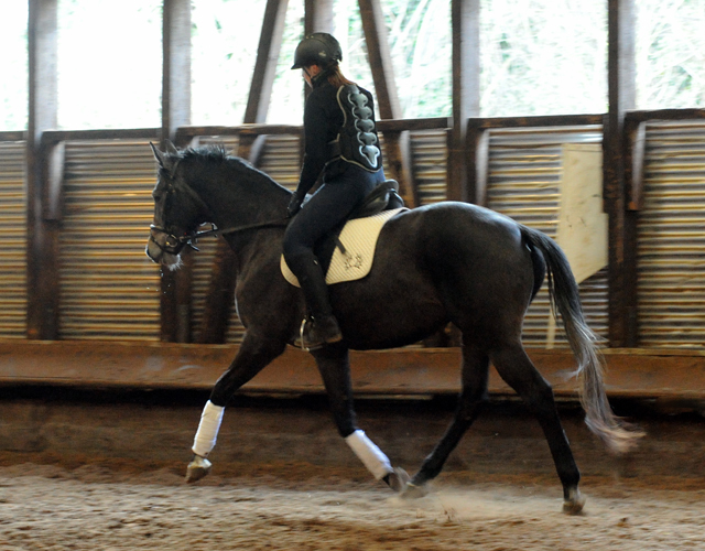 Tea and Sugar von Exclusiv - Foto: Beate Langels, Trakehner Gestt Hmelschenburg