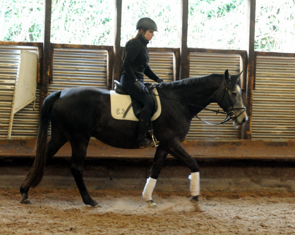 Tea and Sugar von Exclusiv - Foto: Beate Langels, Trakehner Gestt Hmelschenburg