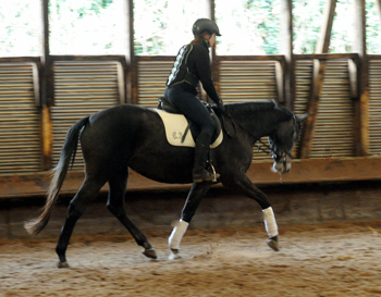 Tea and Sugar von Exclusiv - Foto: Beate Langels, Trakehner Gestt Hmelschenburg