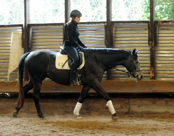 Tea and Sugar von Exclusiv - Foto: Beate Langels, Trakehner Gestt Hmelschenburg