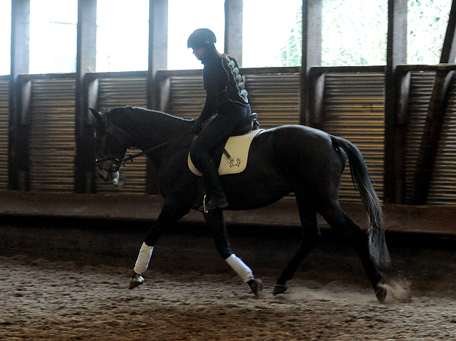 Tea and Sugar von Exclusiv - Foto: Beate Langels, Trakehner Gestt Hmelschenburg