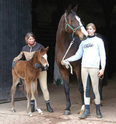 Trakehner filly by Summertime - Exclusiv