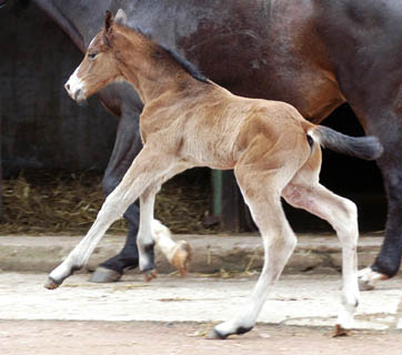 Colt by Freudenfest out of premium-mare Tavolara by Exclusiv