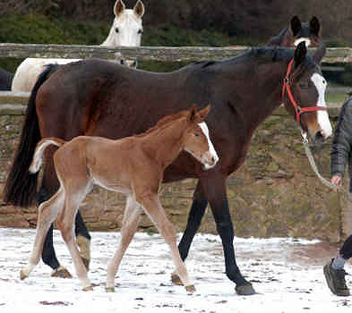 colt by Kostolany - Exclusiv at his 2nd day