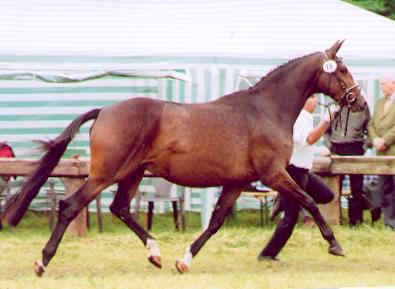 St. Pr. St. Tavolara by Exclusiv