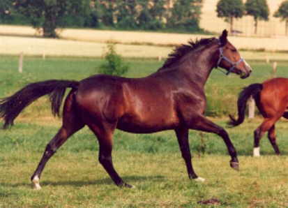 Tavolara (3-years old)