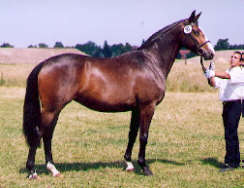 Tavolara (3-years old)