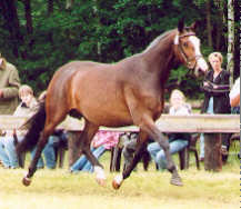 Tavolara (5-years old)