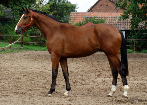 Thurn und Taxis v. Axis u.d. Elitestute Thirza v. Karon - in Hmelschenburg - Foto: Beate Langels Trakehner Gestt Hmelschenburg